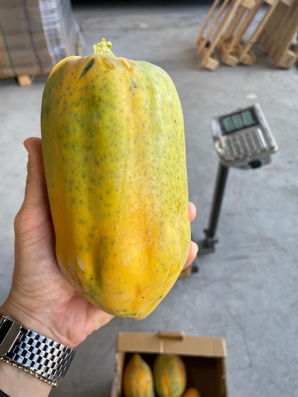 Zahidenin Tropikal Bahçesi 